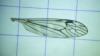 Tipula rufina